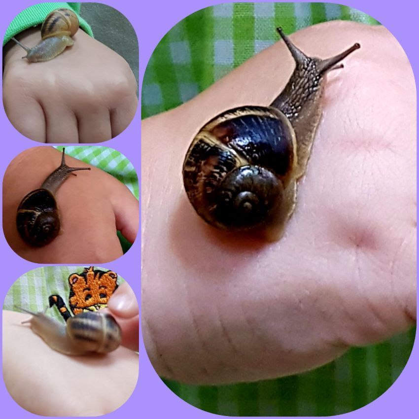 little jungle caracoles