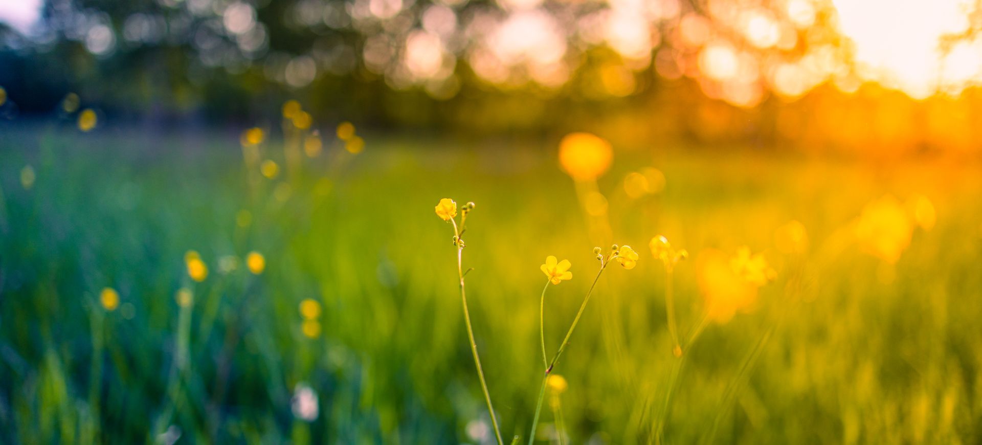 Prairie ensoleillée avec de l'herbe verte, des fleurs sauvages et des arbres flous en arrière-plan