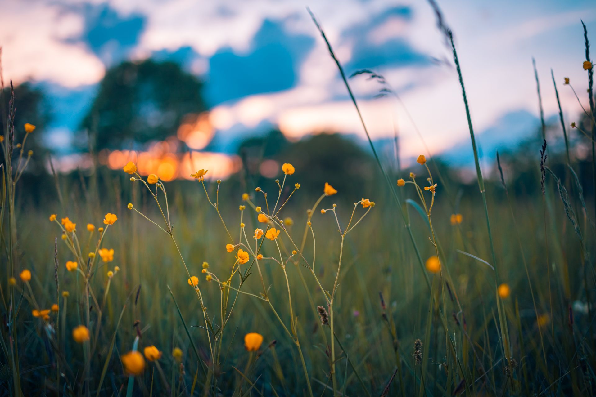Fleurs sauvages et hautes herbes dans un champ au coucher du soleil, sous un ciel bleu et orange flou.