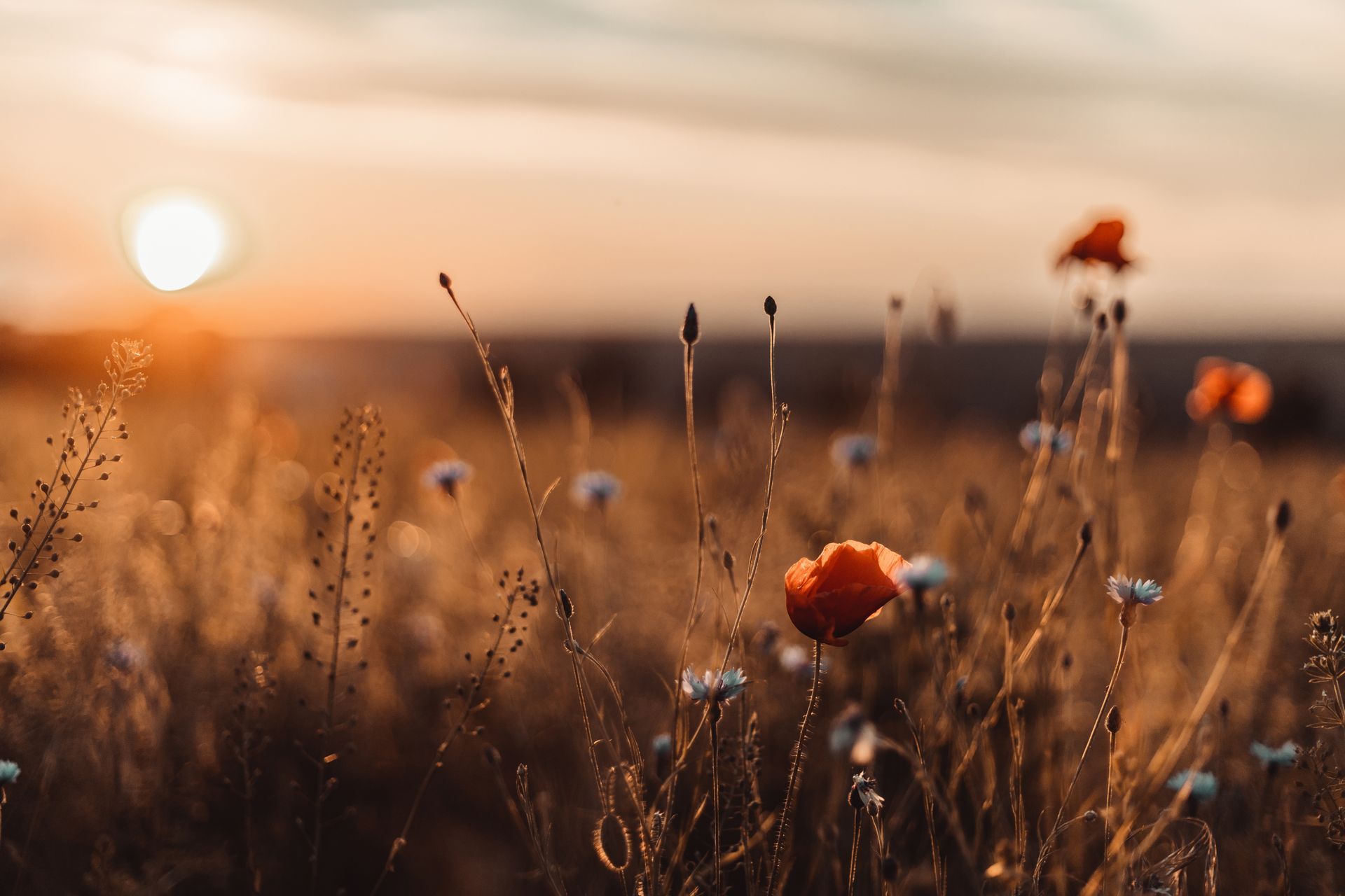 Champ d'herbes sèches baigné de soleil, parsemé de fleurs sauvages orangées au coucher du soleil