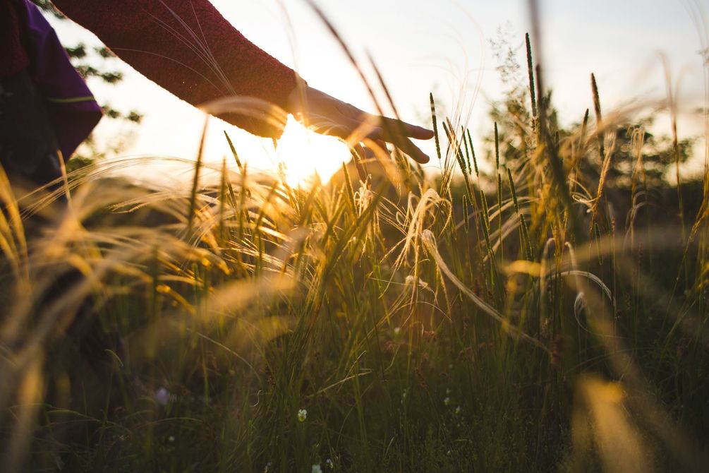 Une main se tend à travers les hautes herbes au coucher du soleil, la douce lumière dorée filtrant à travers le champ.