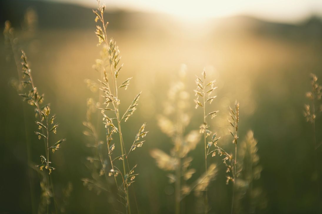 Champ ensoleillé de hautes herbes luisant sous la douce lumière dorée du matin