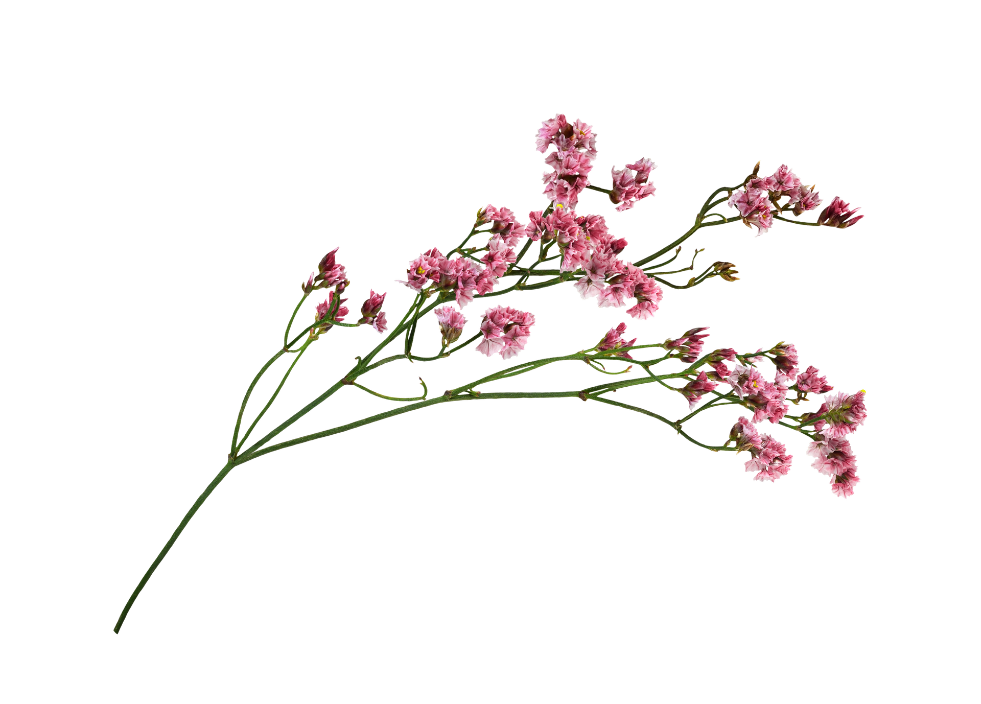 Délicates fleurs sauvages roses sur de fines tiges vertes se détachant sur un fond blanc