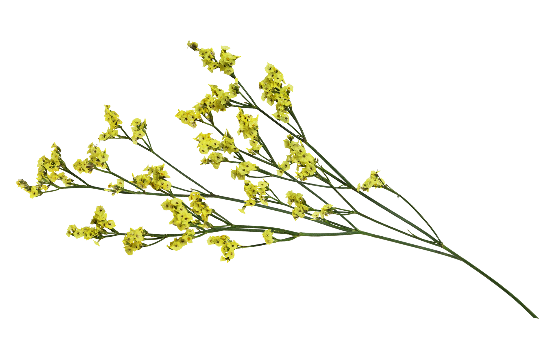 Tige de fleur sauvage jaune avec de petites fleurs sur fond blanc