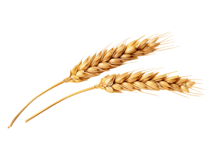 Deux épis de blé dorés