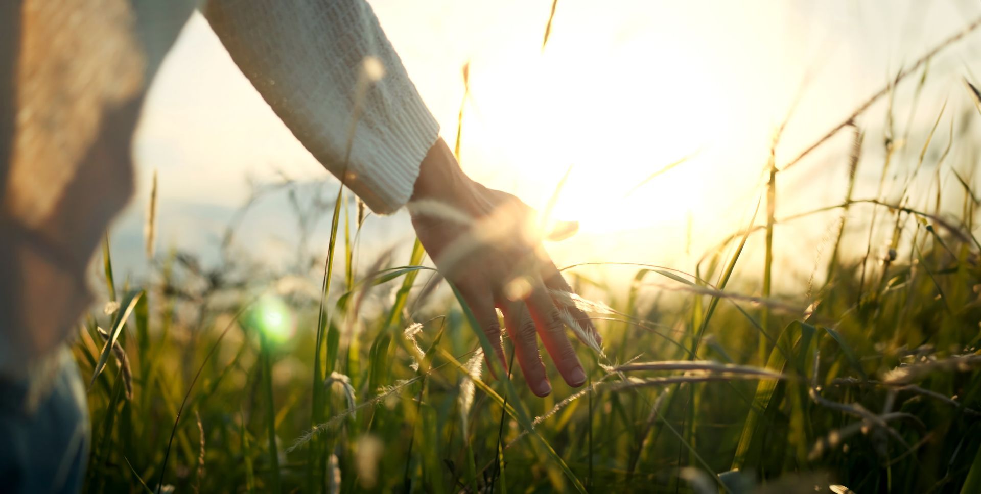 Effleurer l'herbe ensoleillée d'un champ à l'heure dorée