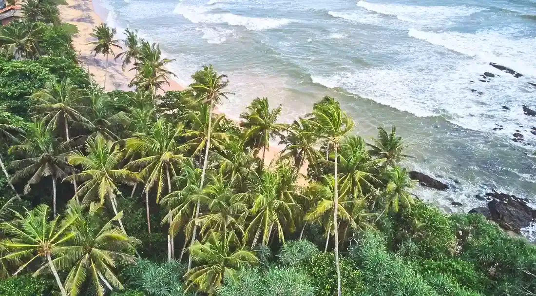 Palmeras con vistas a una playa con olas. Follaje verde, orilla arenosa y agua turquesa.