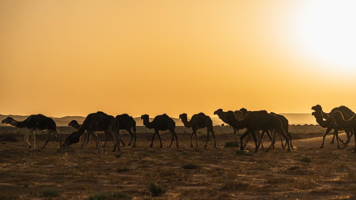 Camellos recortados contra un atardecer dorado en un paisaje desértico.