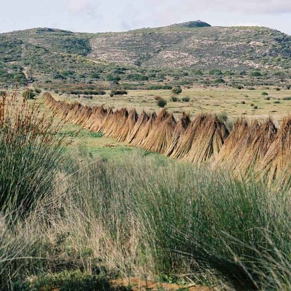 Hileras de juncos cosechados secándose en un campo, con una cadena montañosa al fondo.