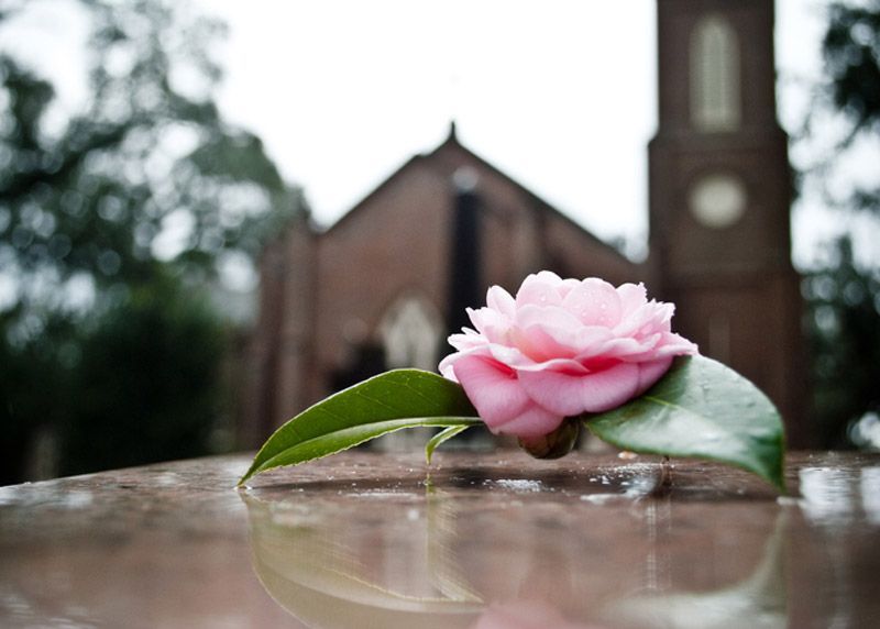 Una flor rosa con una hoja verde frente a una iglesia.