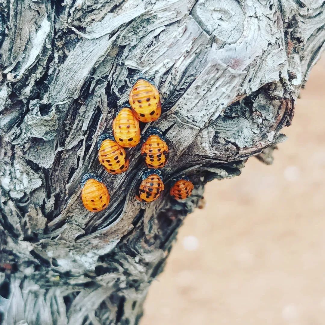 Un montón de mariquitas están sentadas en el tronco de un árbol.