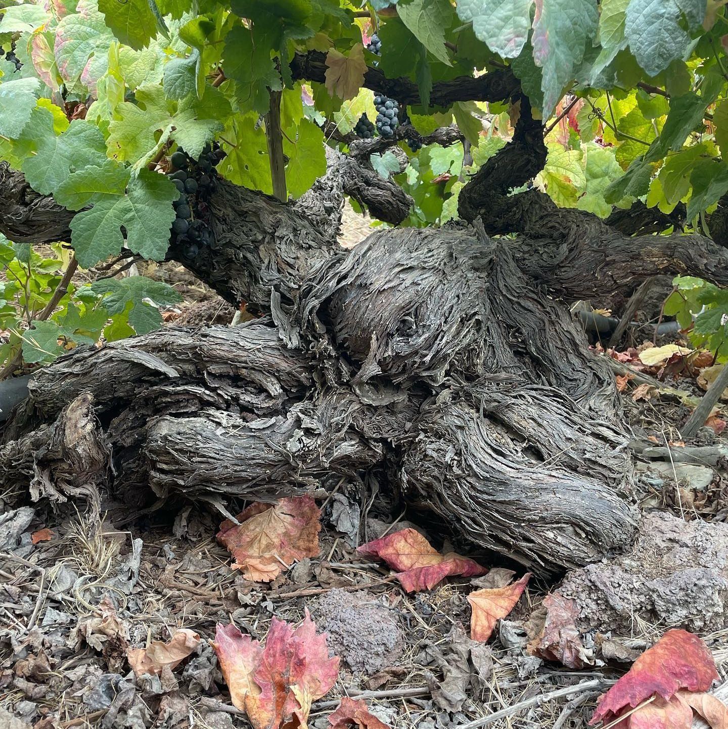Un primer plano de un tronco de árbol con hojas.