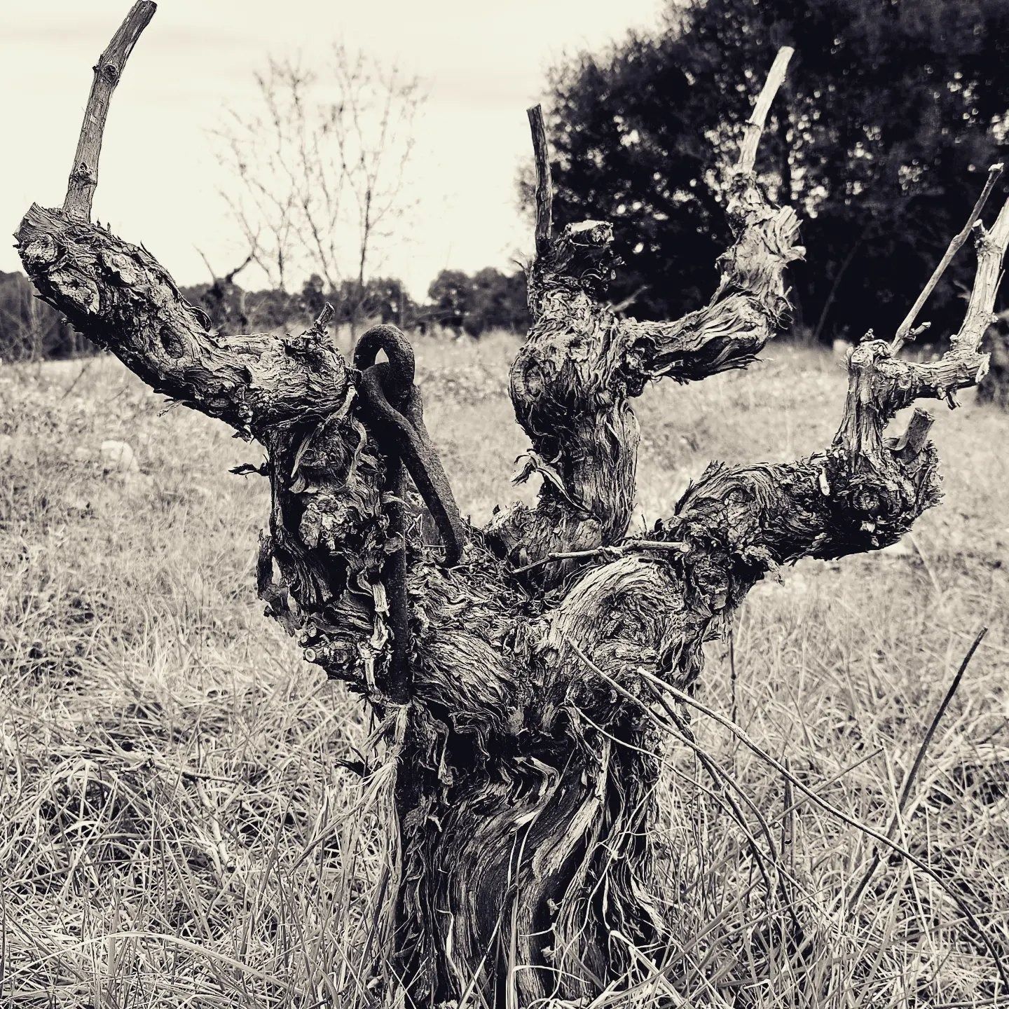 Una fotografía en blanco y negro de un árbol en un campo