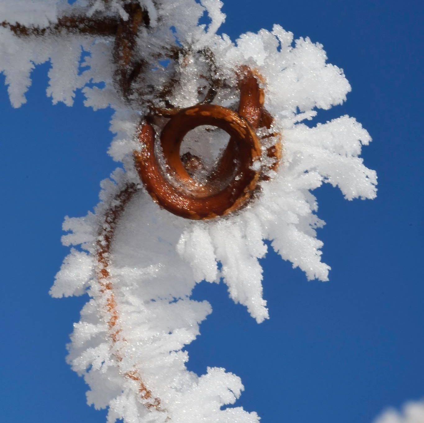 Una serpiente cuelga de la rama de un árbol cubierto de nieve.