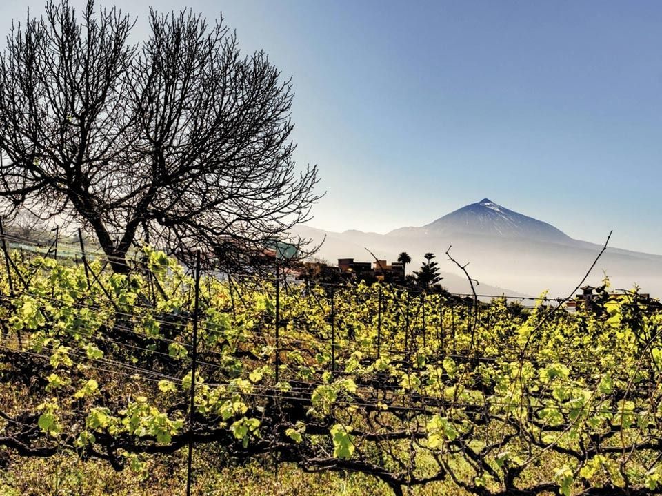 Un árbol en un campo con una montaña al fondo