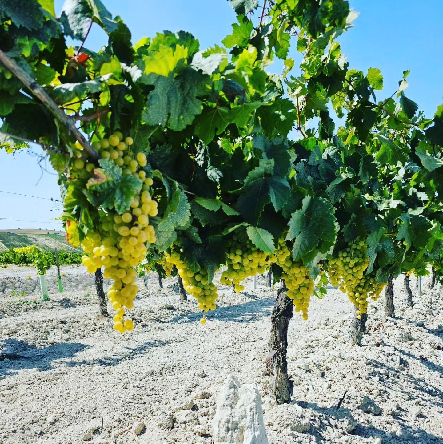 Un racimo de uvas colgando de una vid en un campo