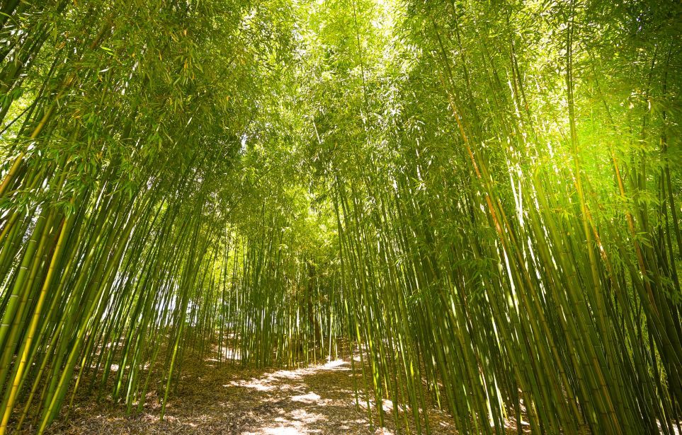 Groene energie met bamboe