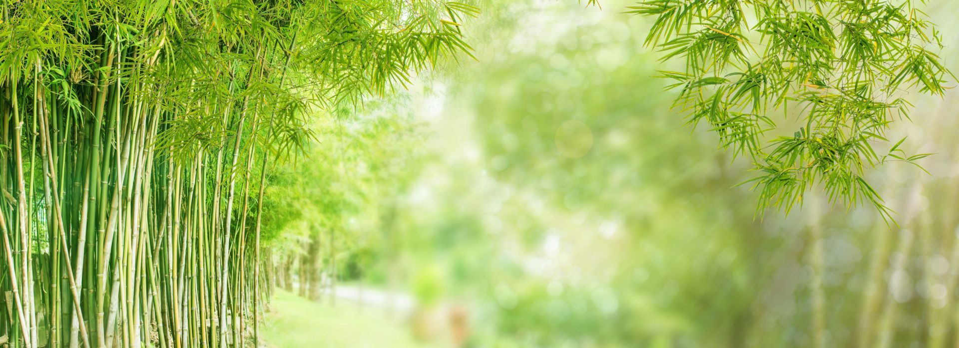 Groene bamboeplantage