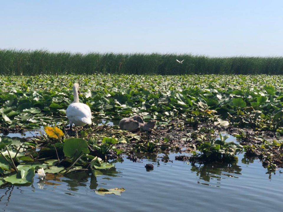 Ein weißer Schwan steht inmitten eines Sees, umgeben von Seerosen.