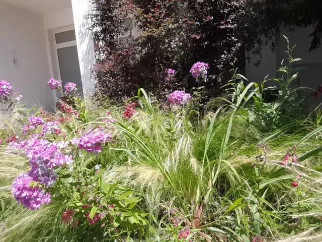 Un ramo de flores de color púrpura crece en un jardín.