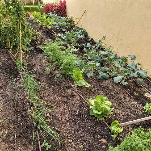 Una hilera de verduras que crecen en un jardín al lado de una pared.