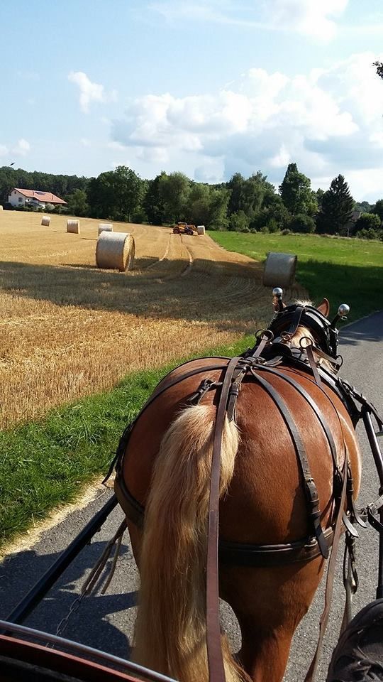 poney club de presinge - RIDING certificates