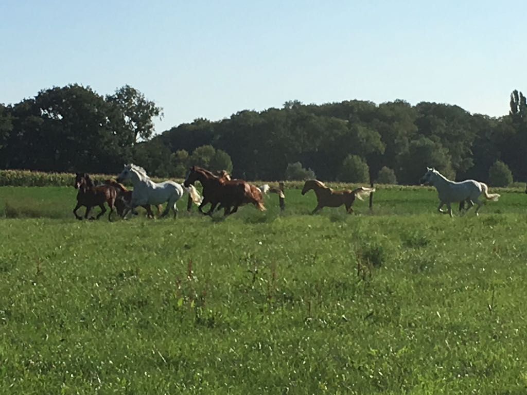 poney club de presinge - Brevets de Cavalier