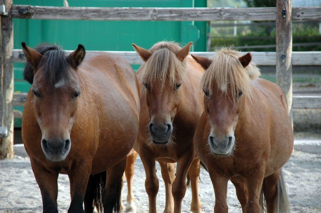 poney club de presinge - rides