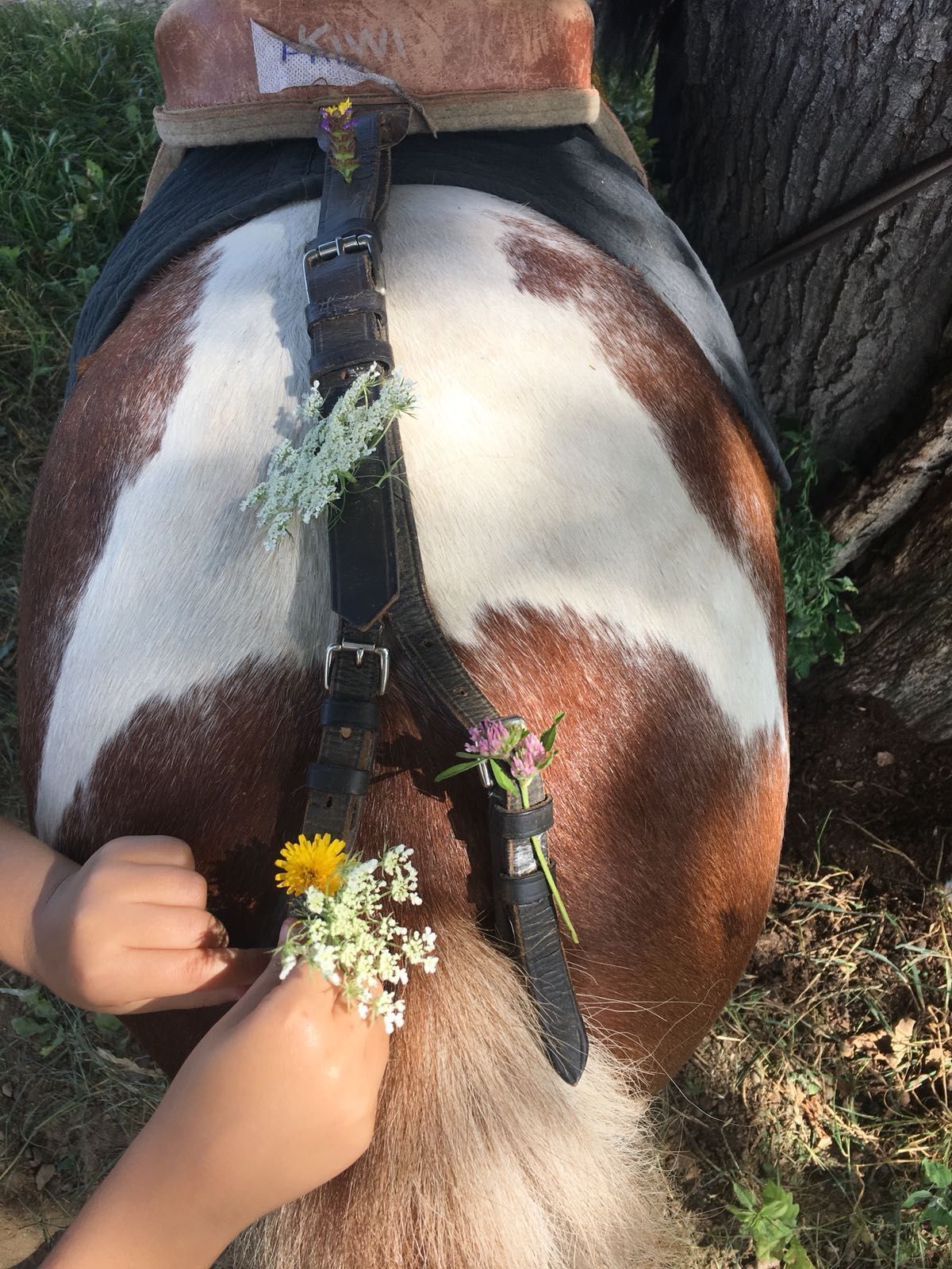 poney club de presinge - Brevets de Cavalier