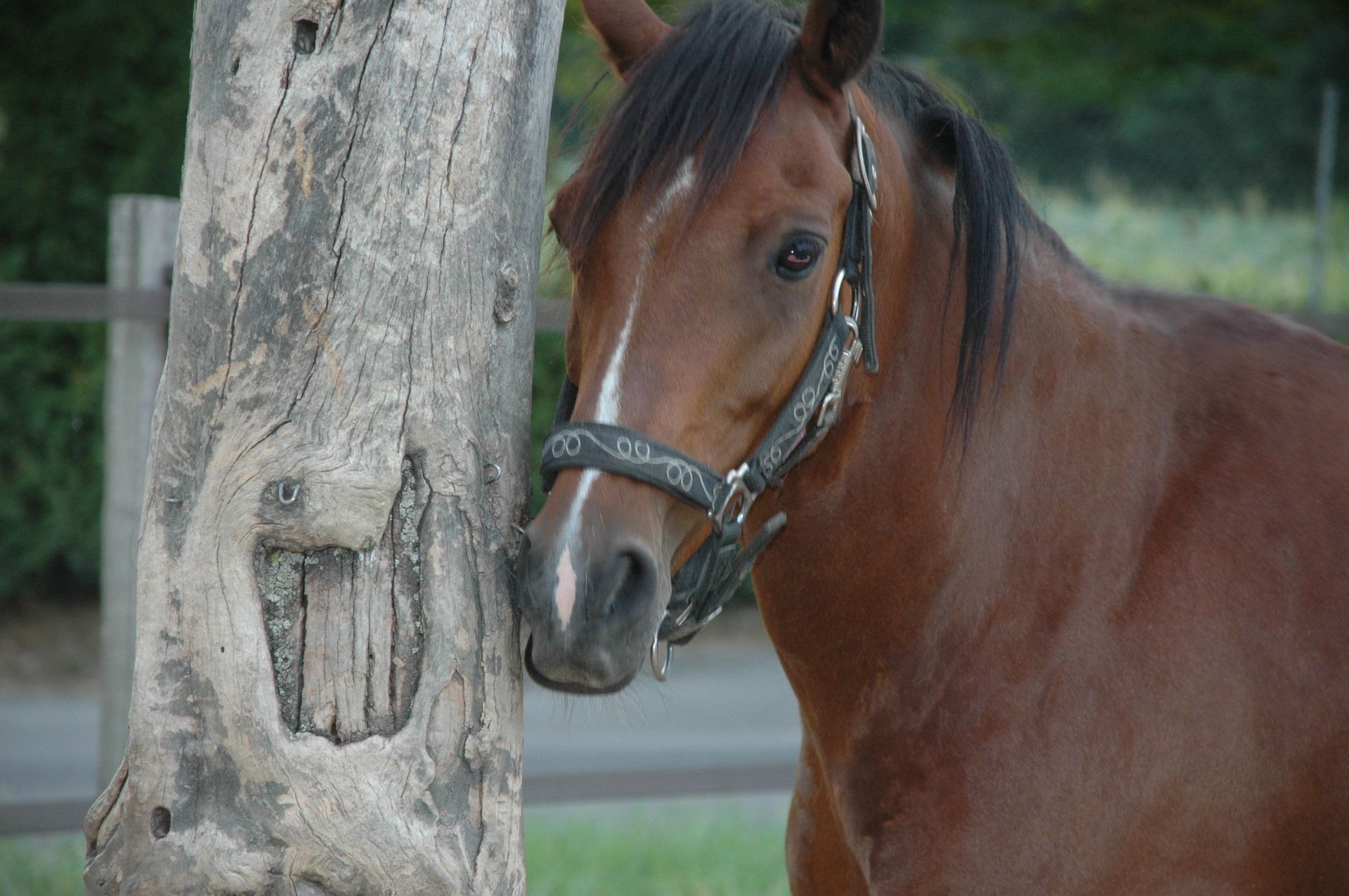 poney club de presinge - Pension stables