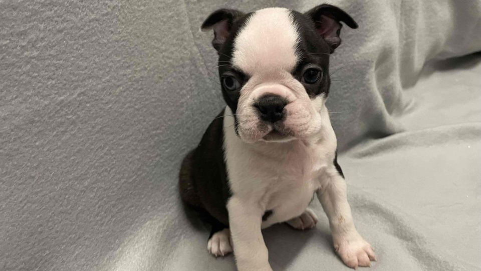 Nos chiots et chatons