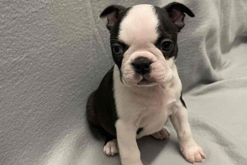 Chiot Boston Terrier assis sur un canapé en cuir beige