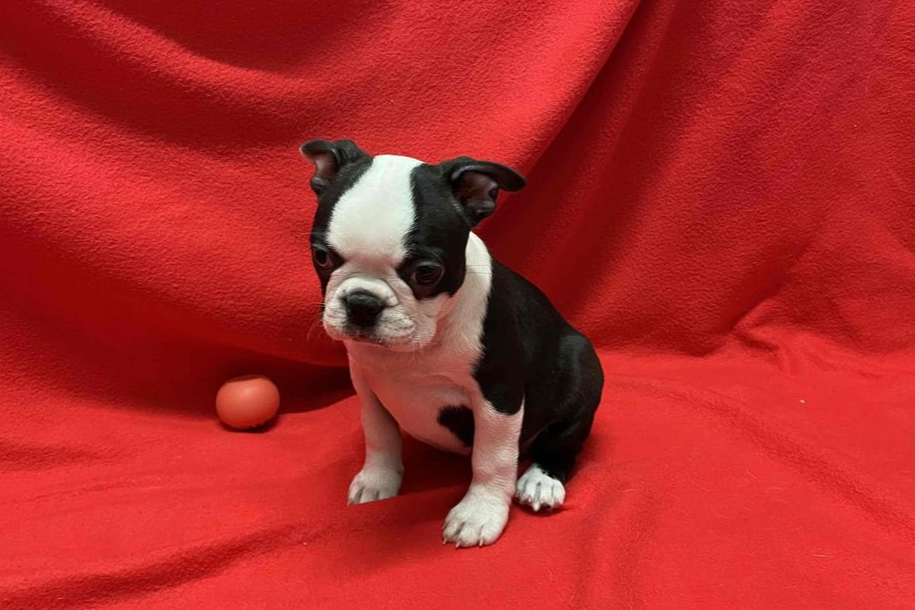 Chiot Boston Terrier assis sur un tissu rouge