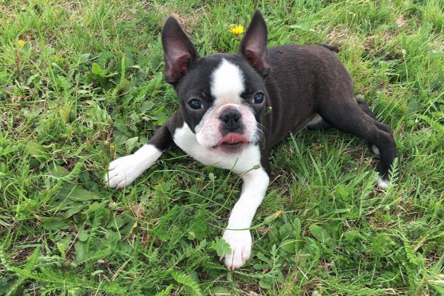 Boston Terrier couché dans l'herbe