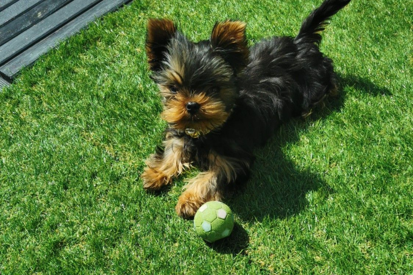 Yorkshire Toy allongé dans l'herbe avec une balle devant lui