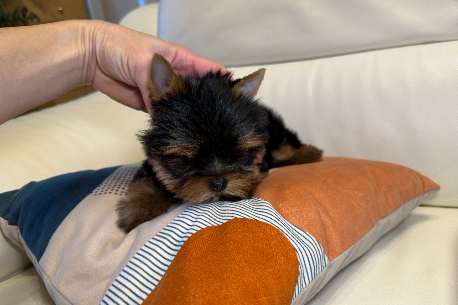Chiot Yorkshire Toy sur un coussin coloré