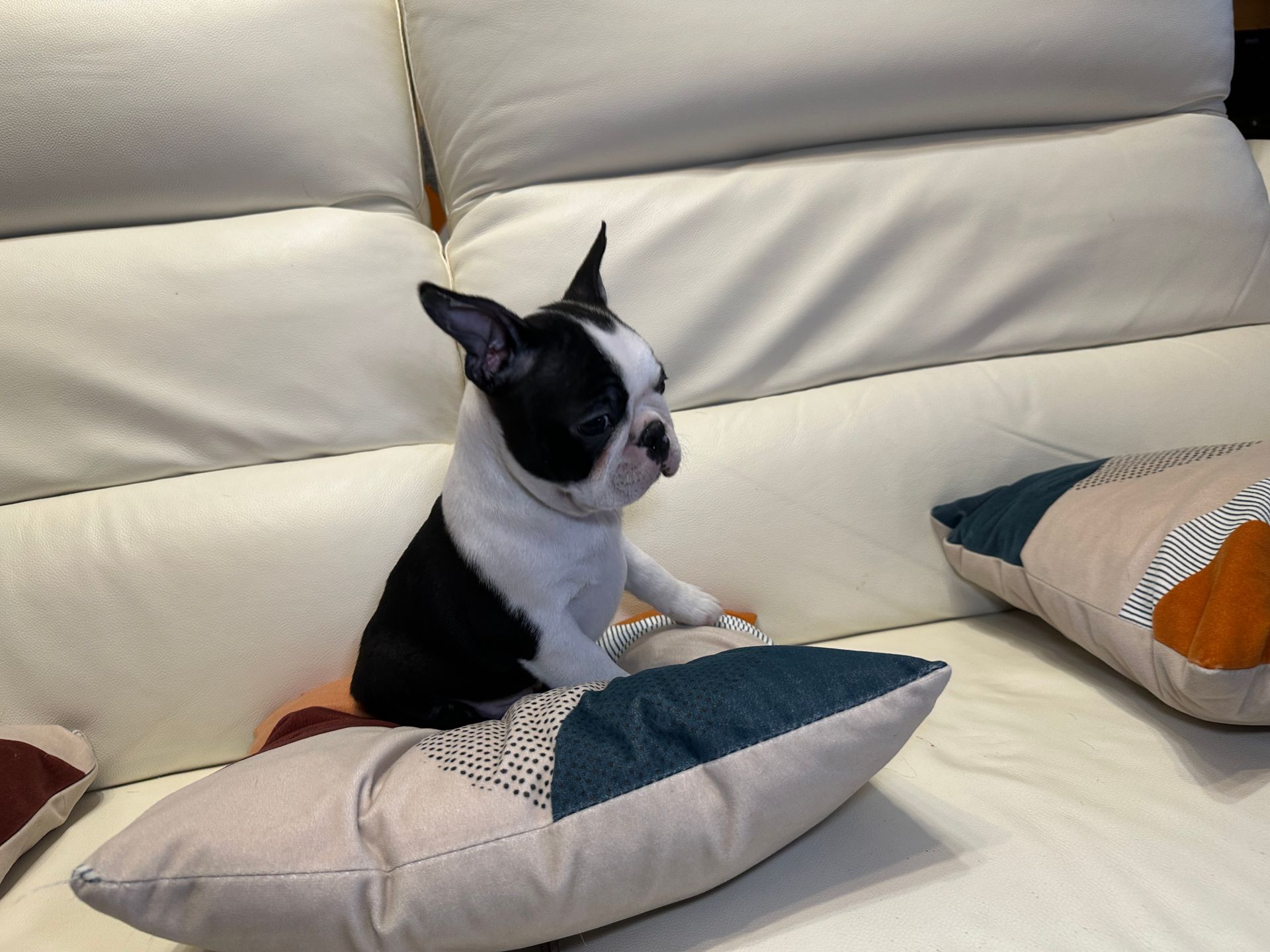 Chiot Boston Terrier assis sur un canapé en cuir beige