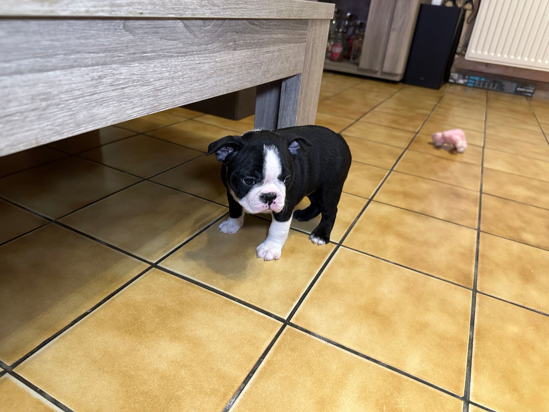 Chiot Boston Terrier debout devant un canapé