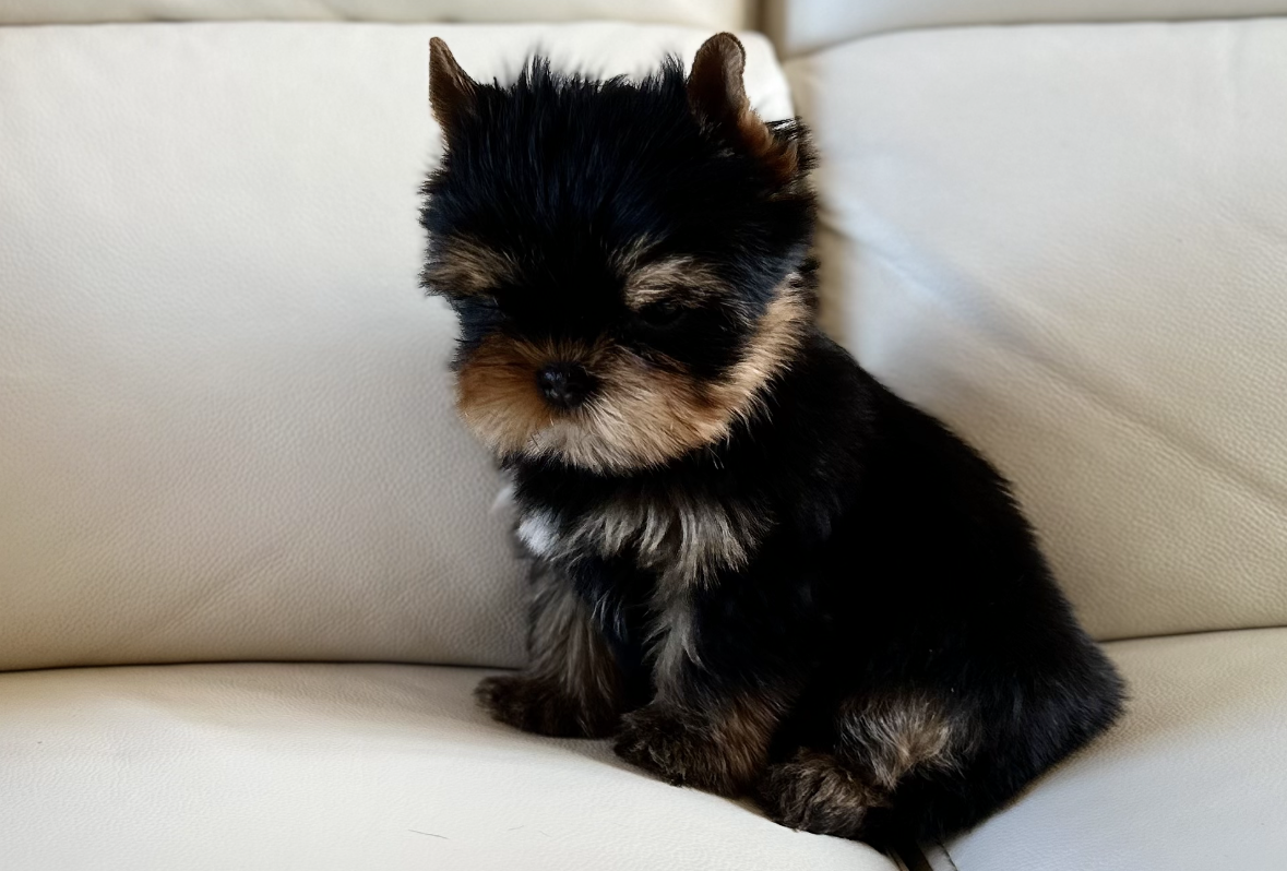 Chiot Yorkshire Toy assis sur un canapé en cuir beige