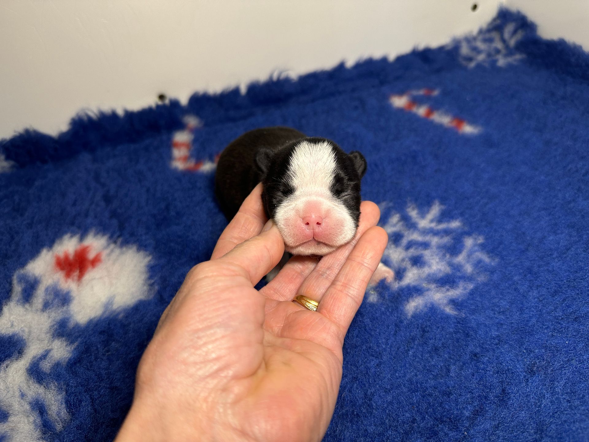 mâle bébé sur tapis bleu