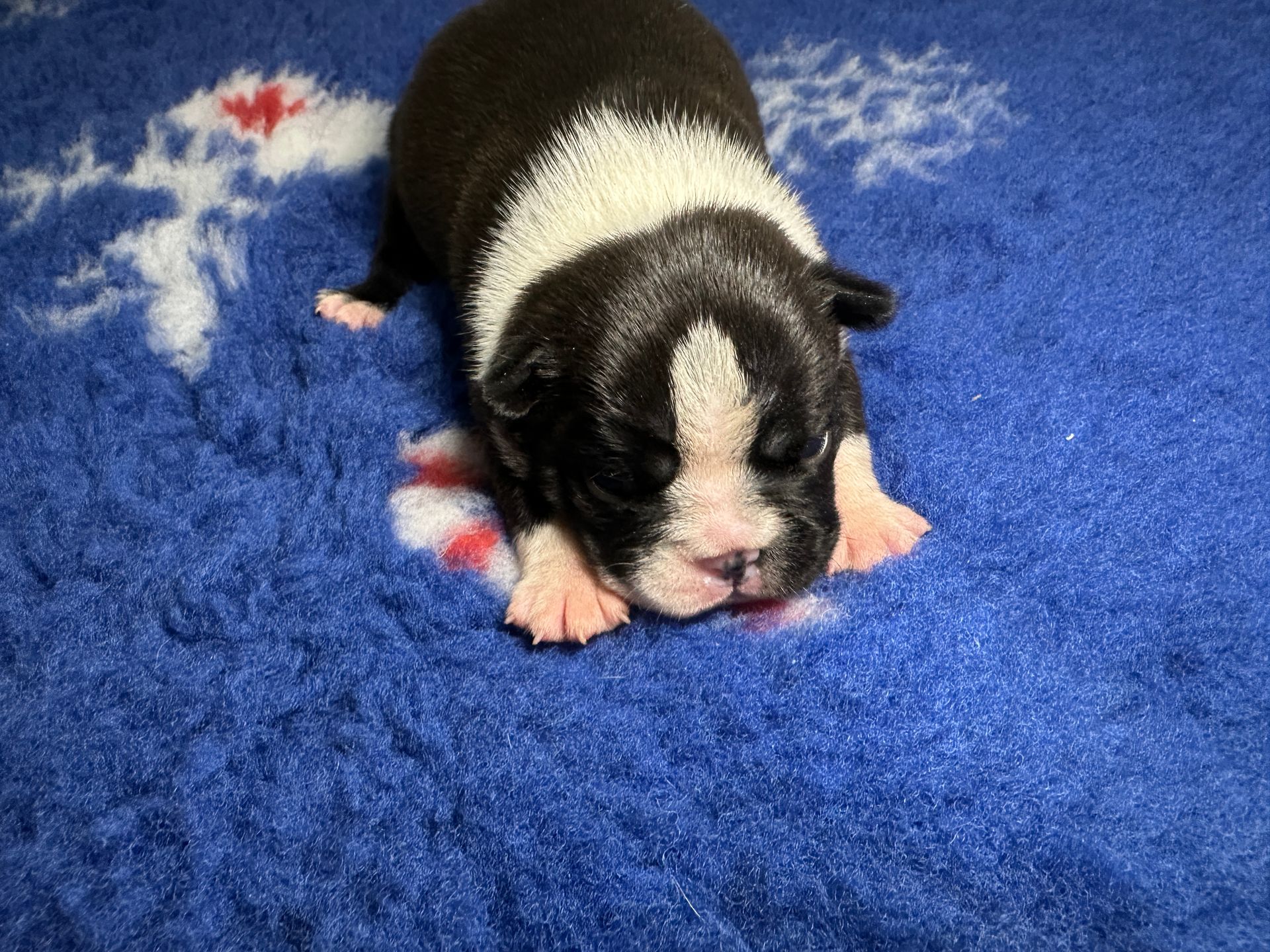 Chiot Boston Terrier sur tapis bleu