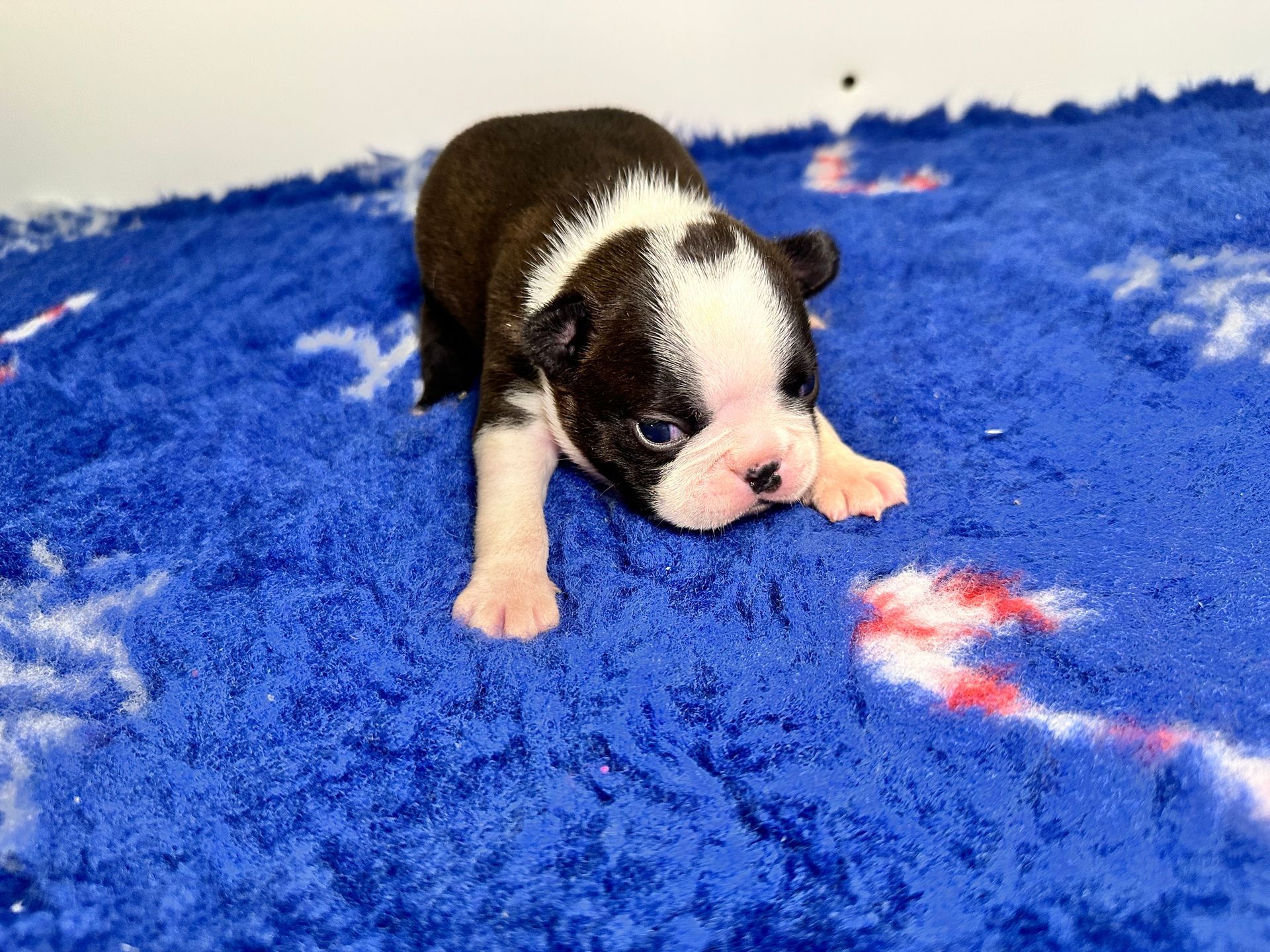 femelle bébé boston sur tapis bleu