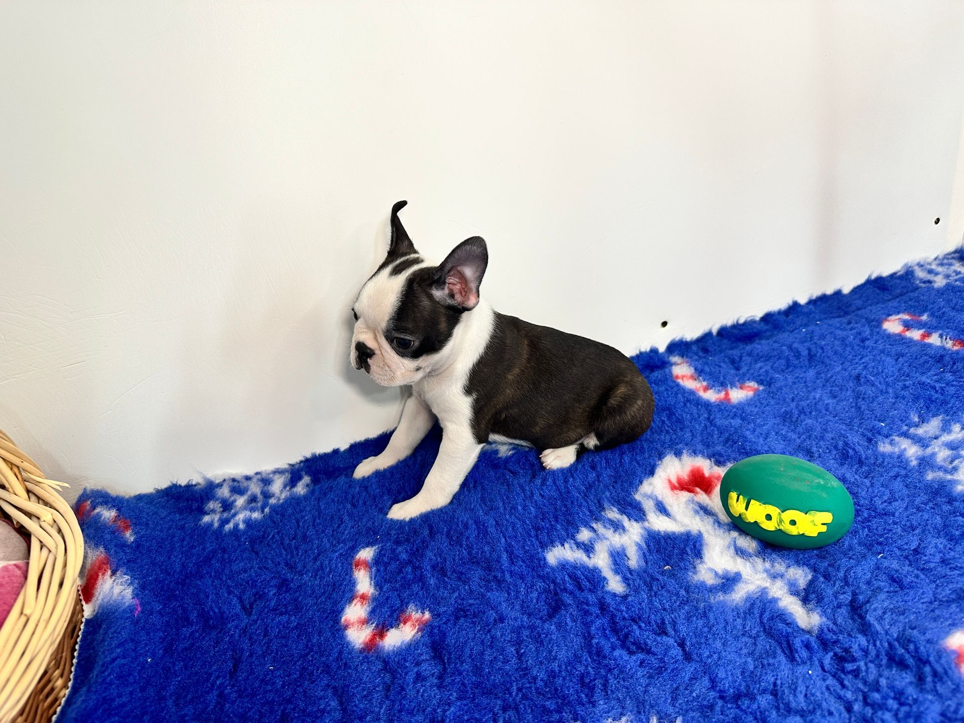 Chiot Boston Terrier sur tapis bleu