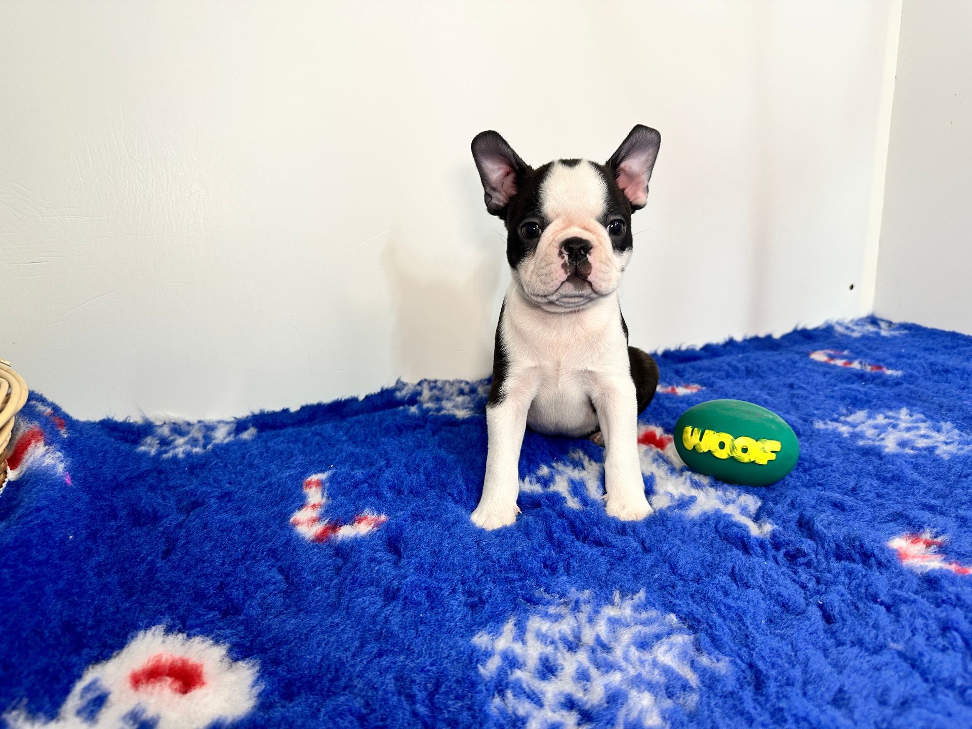 boston chiot assi  sur tapis bleu