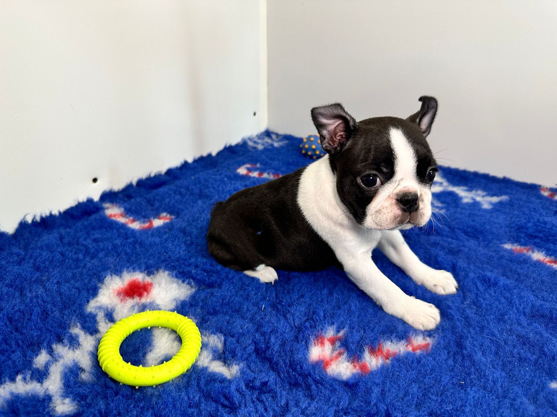  bébé femelle sur tapis bleu