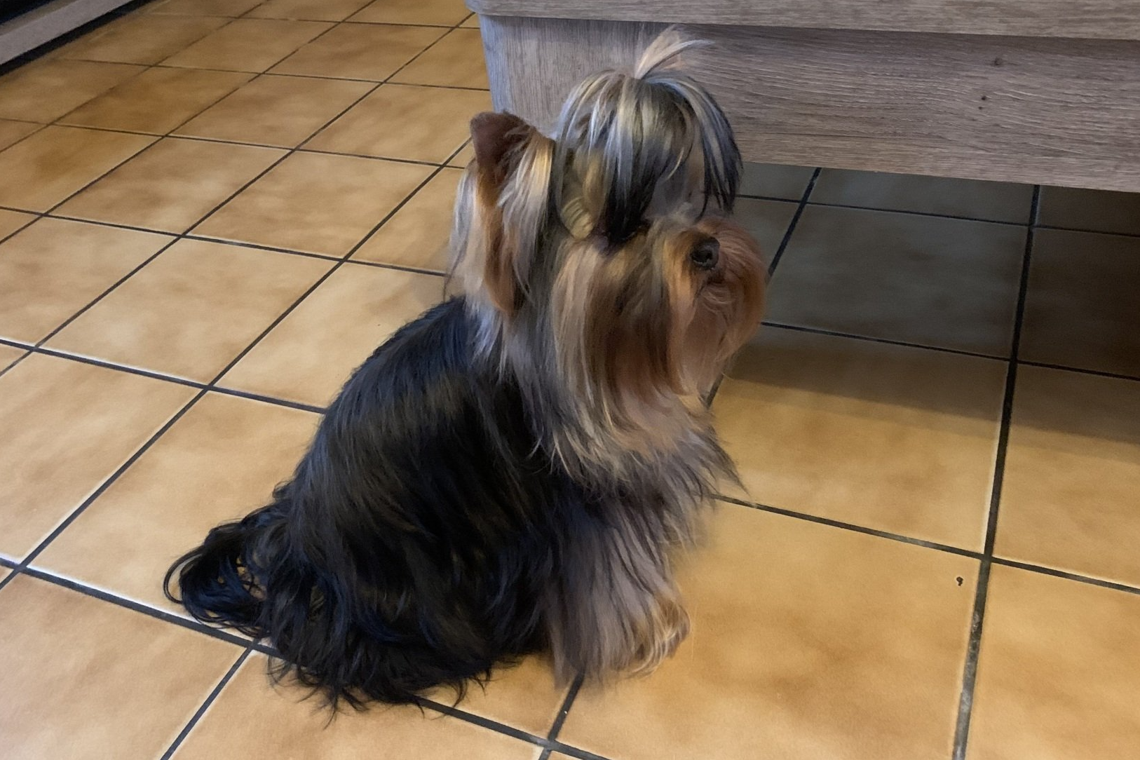 Un Yorkshire Terrier assis sur du carrelage