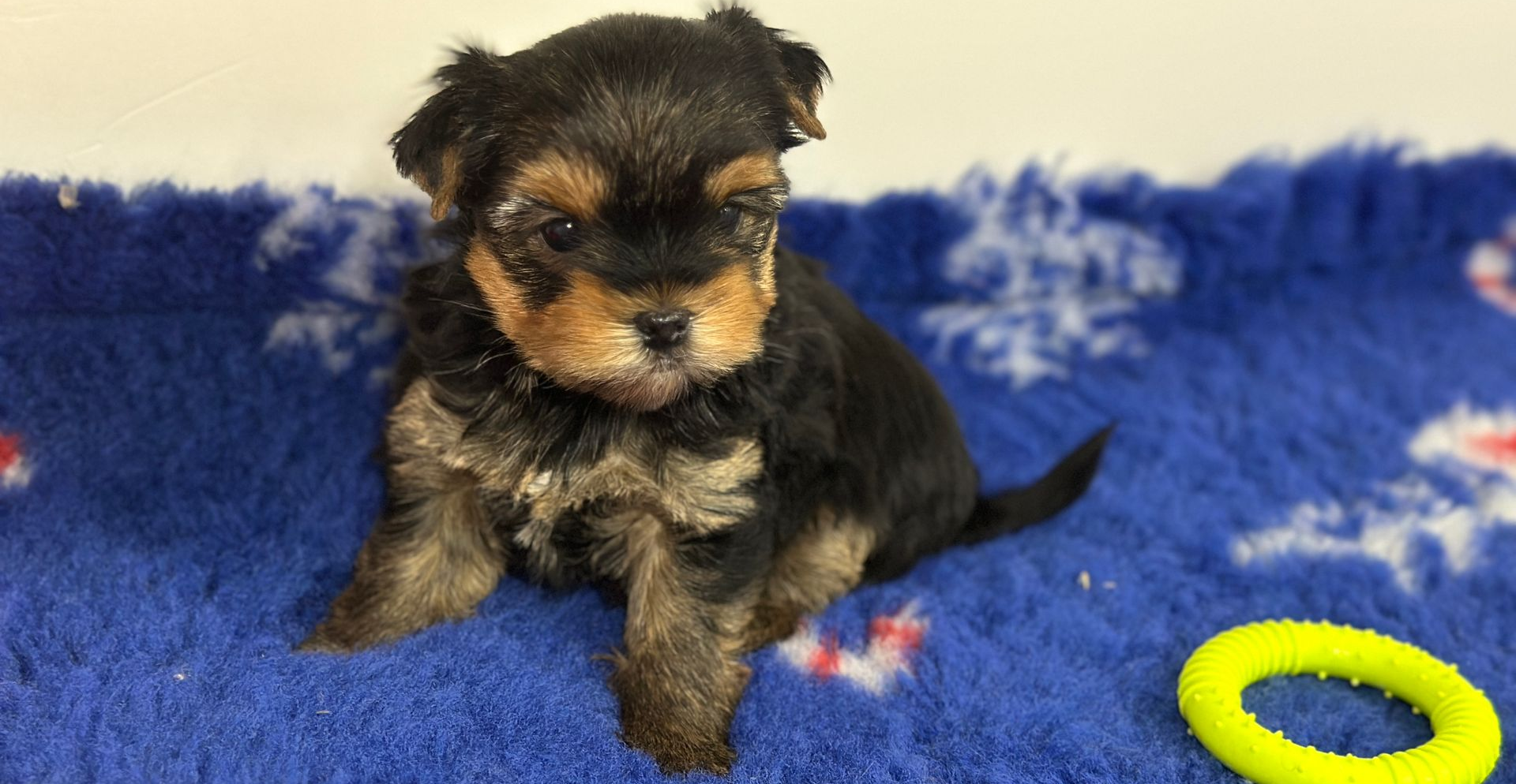 Chiot Yorkshire assis sur une couverture bleue