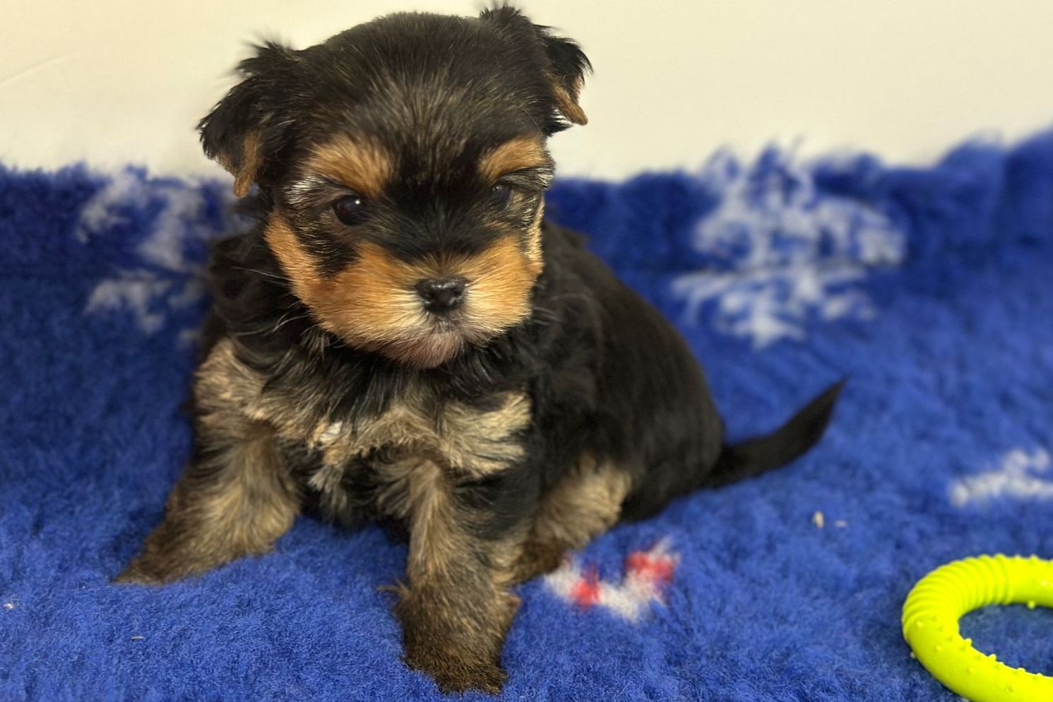 Chiot Yorkshire Terrier assis sur une couverture bleue