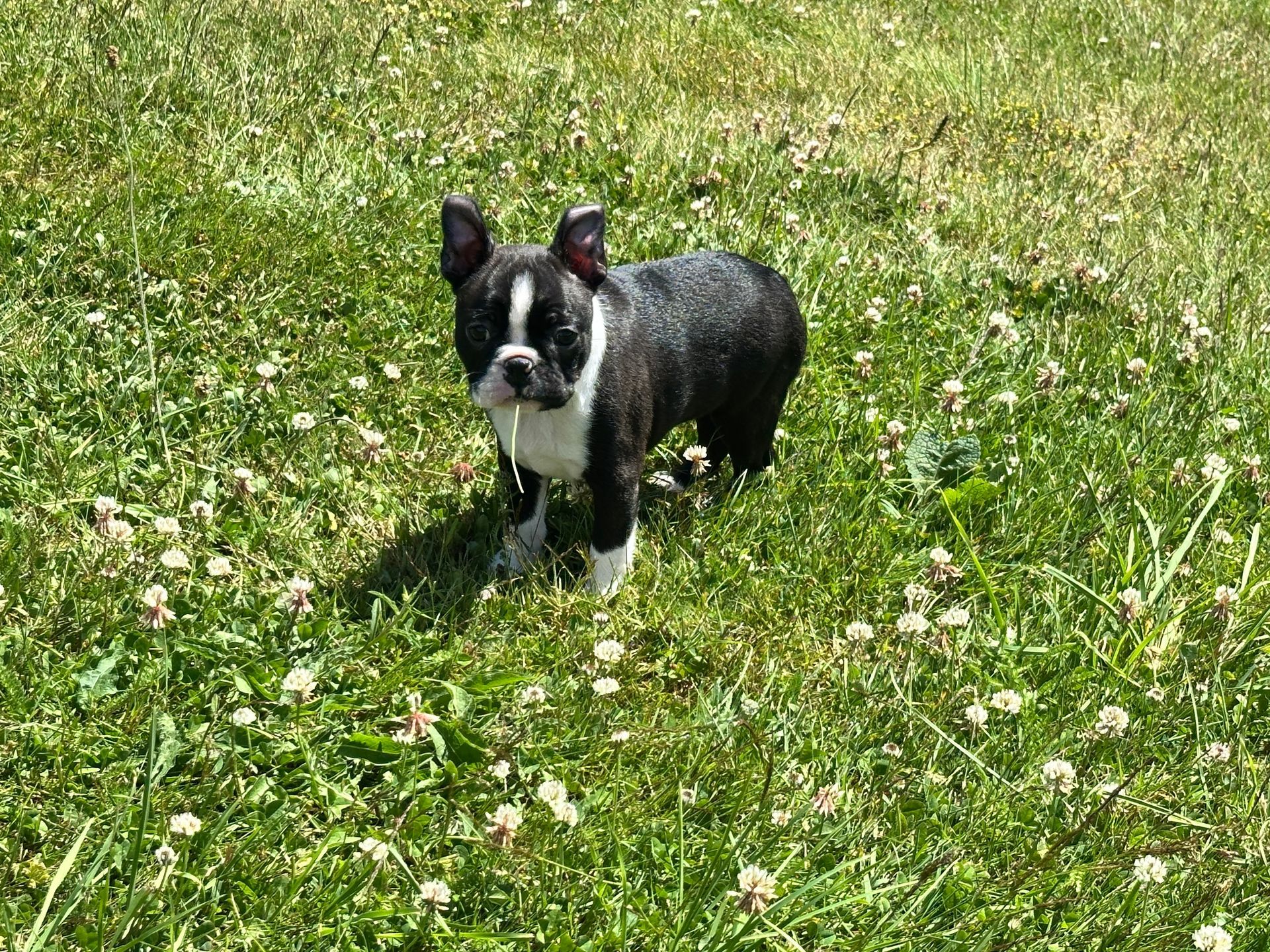 Chiot Boston Terrier sur tapis bleu