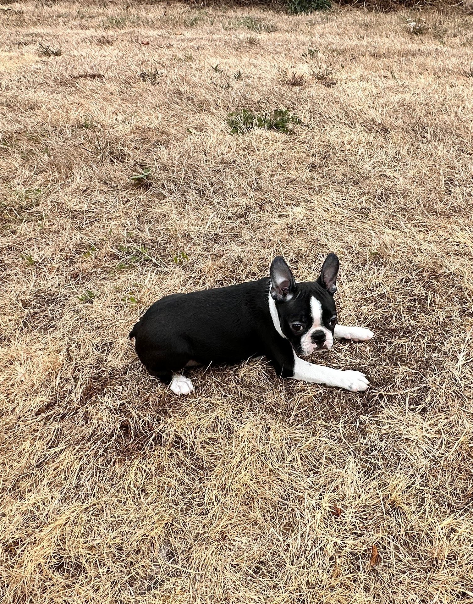 Chiot Boston Terrier couché